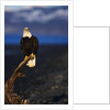 Bald Eagle Perched on a Tree by Anonymous