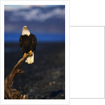 Bald Eagle Perched on a Tree by Anonymous