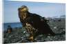 Juvenile Bald Eagle by Anonymous