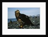 Juvenile Bald Eagle by Anonymous