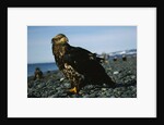 Juvenile Bald Eagle by Anonymous