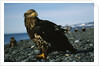 Juvenile Bald Eagle by Anonymous
