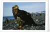 Juvenile Bald Eagle by Anonymous