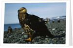 Juvenile Bald Eagle by Anonymous