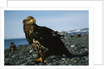 Juvenile Bald Eagle by Anonymous