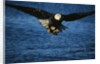 Bald Eagle with Fish in Talons by Anonymous