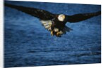 Bald Eagle with Fish in Talons by Anonymous