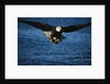 Bald Eagle with Fish in Talons by Anonymous