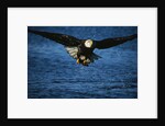 Bald Eagle with Fish in Talons by Anonymous
