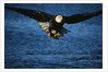 Bald Eagle with Fish in Talons by Anonymous