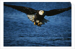 Bald Eagle with Fish in Talons by Anonymous