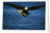Bald Eagle with Fish in Talons by Anonymous