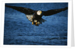 Bald Eagle with Fish in Talons by Anonymous