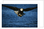 Bald Eagle with Fish in Talons by Anonymous