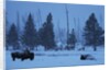 Bison in Snow by Anonymous