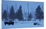 Bison in Snow by Anonymous