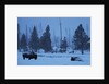 Bison in Snow by Anonymous
