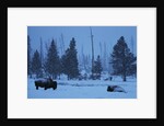 Bison in Snow by Anonymous