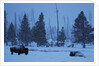 Bison in Snow by Anonymous