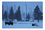 Bison in Snow by Anonymous