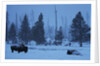 Bison in Snow by Anonymous