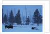 Bison in Snow by Anonymous