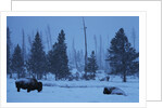 Bison in Snow by Anonymous