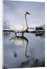 Trumpeter Swan in Shallow Water by Anonymous