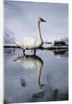 Trumpeter Swan in Shallow Water by Anonymous