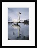 Trumpeter Swan in Shallow Water by Anonymous