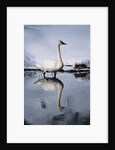 Trumpeter Swan in Shallow Water by Anonymous