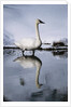 Trumpeter Swan in Shallow Water by Anonymous