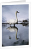 Trumpeter Swan in Shallow Water by Anonymous