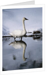 Trumpeter Swan in Shallow Water by Anonymous