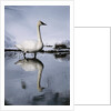 Trumpeter Swan in Shallow Water by Anonymous