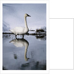 Trumpeter Swan in Shallow Water by Anonymous