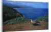 Nene Goose Walking Along the Coast by Anonymous