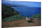 Nene Goose Walking Along the Coast by Anonymous