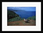 Nene Goose Walking Along the Coast by Anonymous