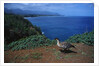 Nene Goose Walking Along the Coast by Anonymous