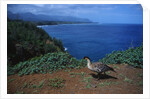 Nene Goose Walking Along the Coast by Anonymous
