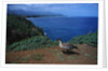 Nene Goose Walking Along the Coast by Anonymous