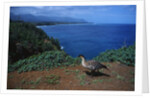 Nene Goose Walking Along the Coast by Anonymous