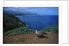 Nene Goose Walking Along the Coast by Anonymous