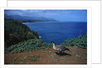 Nene Goose Walking Along the Coast by Anonymous