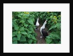 Laysan Albatross Courting by Anonymous