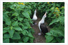 Laysan Albatross Courting by Anonymous