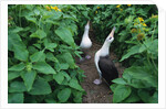 Laysan Albatross Courting by Anonymous