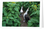 Laysan Albatross Courting by Anonymous