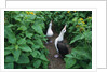 Laysan Albatross Courting by Anonymous